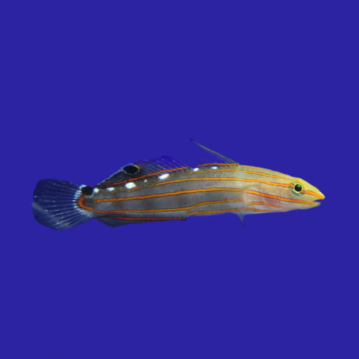 Gobio Rainfordi (Rainfordi Goby)