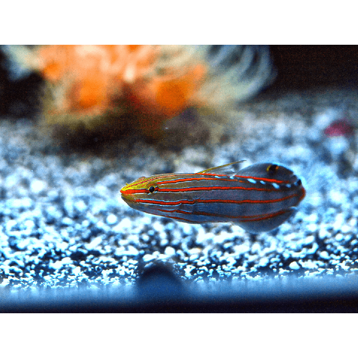 Gobio Rainfordi (Rainfordi Goby)