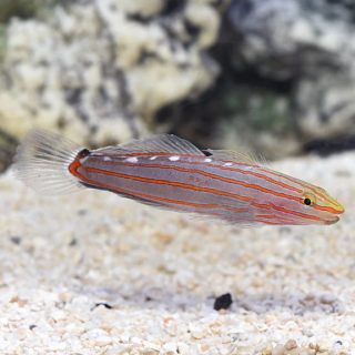 Gobio Rainfordi (Rainfordi Goby)