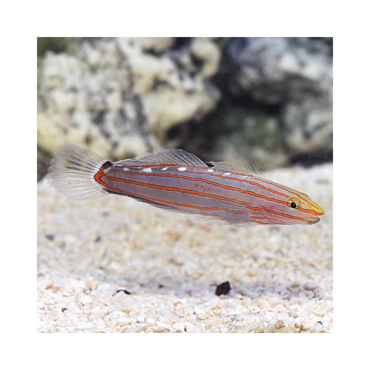 Gobio Rainfordi (Rainfordi Goby)
