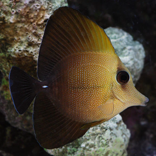 Cirujano Scopas (Scopas Tang)