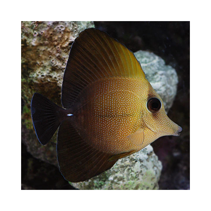 Cirujano Scopas (Scopas Tang)