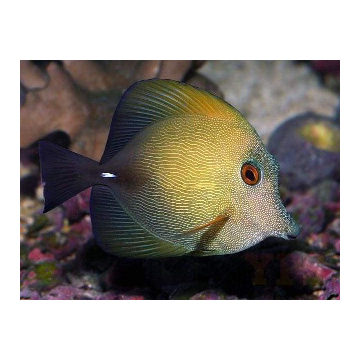 Cirujano Scopas (Scopas Tang)
