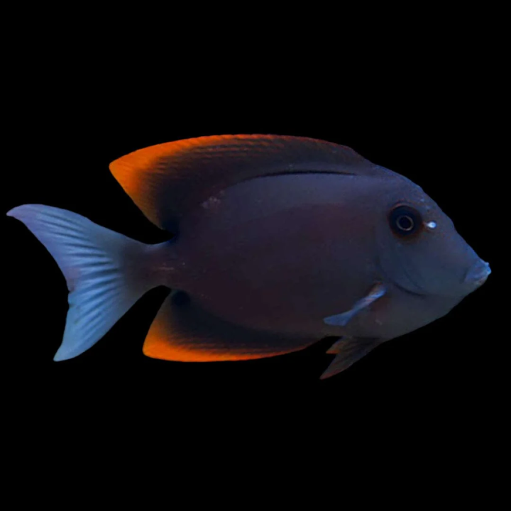 Cirujano Tomini (Flame Fin Tomini Tang)