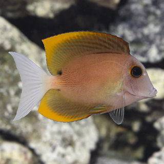 Cirujano Tomini (Flame Fin Tomini Tang)