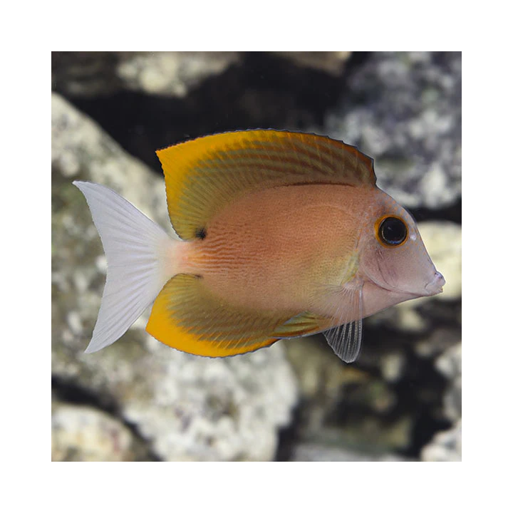 Cirujano Tomini (Flame Fin Tomini Tang)