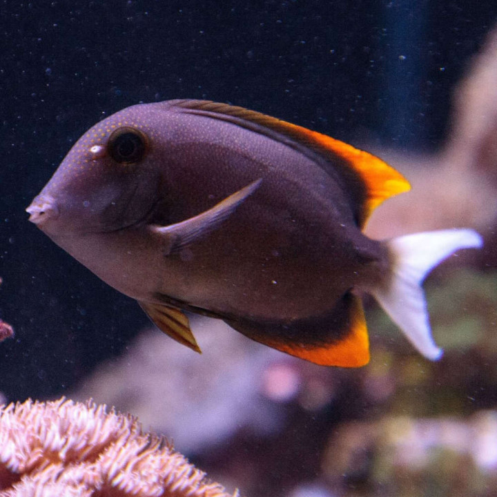 Cirujano Tomini (Flame Fin Tomini Tang)