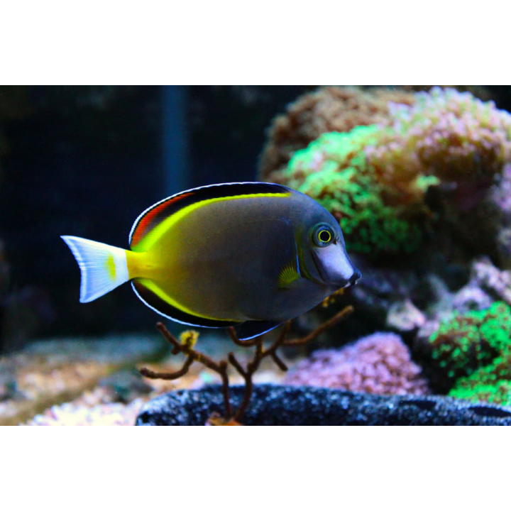 Cirujano Polvo Cafe (Powder Brown Tang)