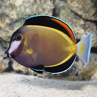 Cirujano Polvo Cafe (Powder Brown Tang)
