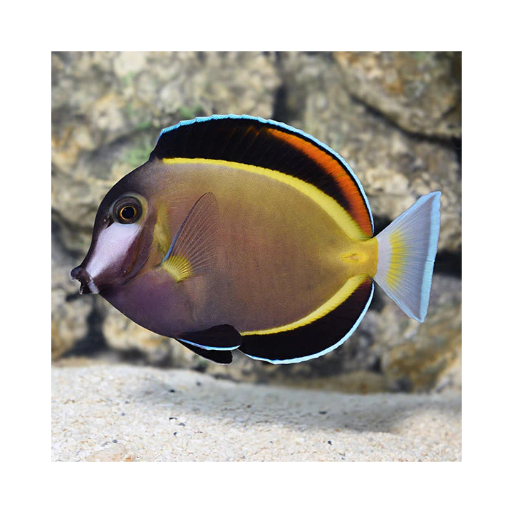 Cirujano Polvo Cafe (Powder Brown Tang)