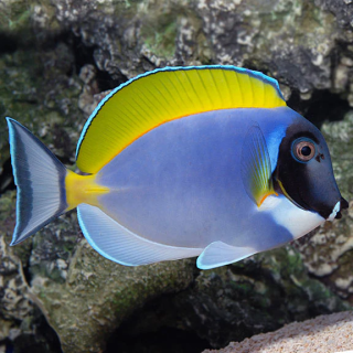 Cirujano Polvo Azul (Powder Blue Tang)