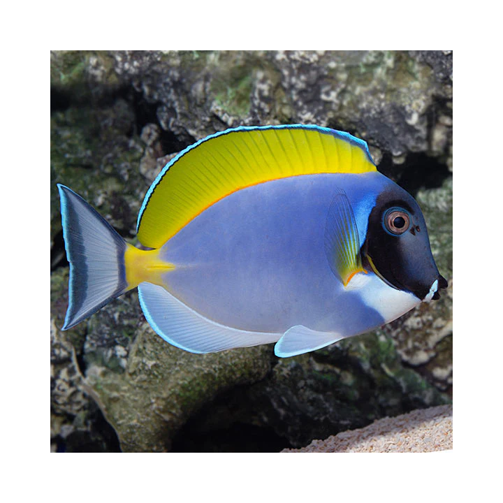 Cirujano Polvo Azul (Powder Blue Tang)