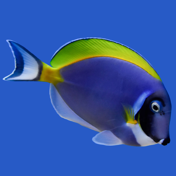 Cirujano Polvo Azul (Powder Blue Tang)