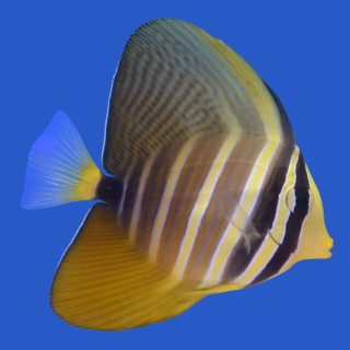Cirujano de Velo (Sailfin Tang)