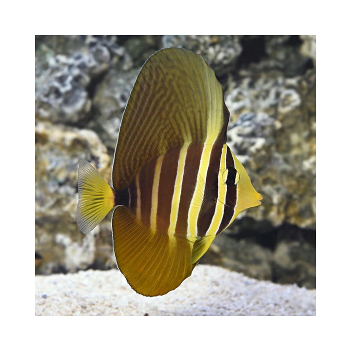Cirujano de Velo (Sailfin Tang)