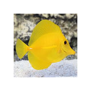Cirujano Amarillo (Yellow Tang)