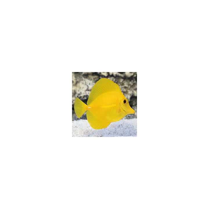 Cirujano Amarillo (Yellow Tang)