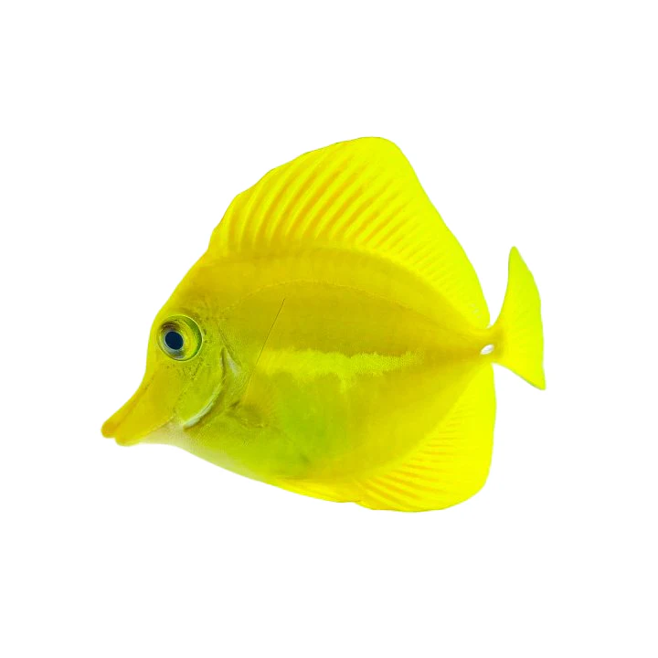 Cirujano Amarillo (Yellow Tang)
