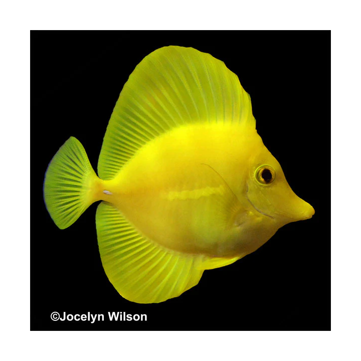 Cirujano Amarillo (Yellow Tang)