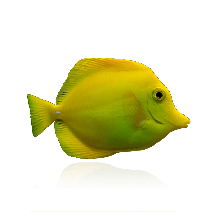 Cirujano Amarillo (Yellow Tang)