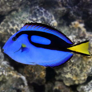 Cirujano Azul (Blue Tang)
