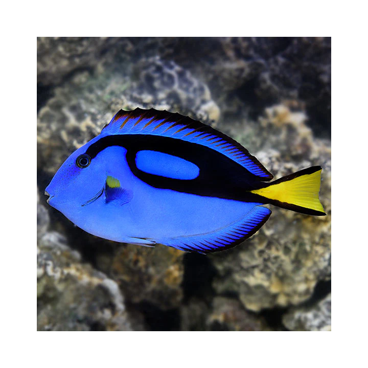 Cirujano Azul (Blue Tang)