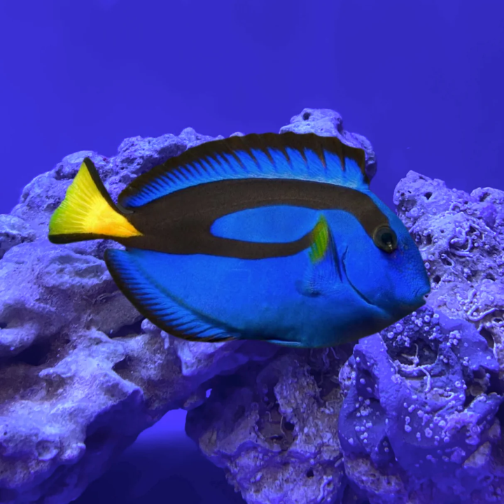 Cirujano Azul (Blue Tang)