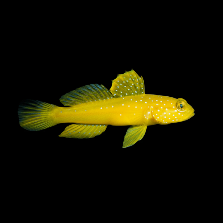 Gobio Watchman Amarillo (Yellow Watchman)