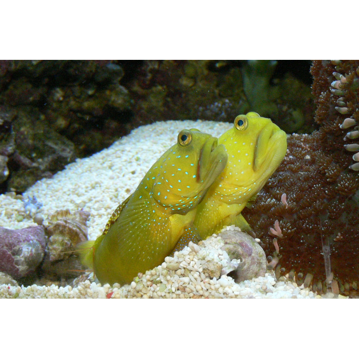Gobio Watchman Amarillo (Yellow Watchman)