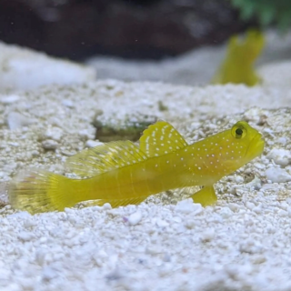 Gobio Watchman Amarillo (Yellow Watchman)