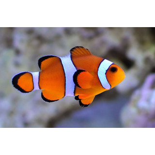 Payaso Ocellaris