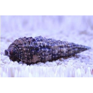 Caracol Zerith