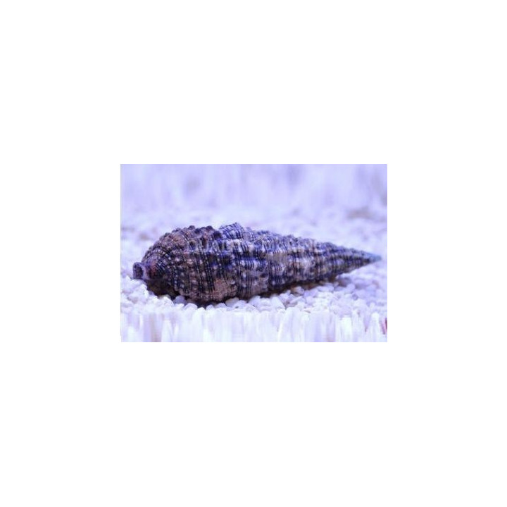 Caracol Zerith