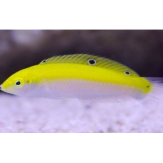Labrido amarillo con blanco (Yellow and white wrasse)