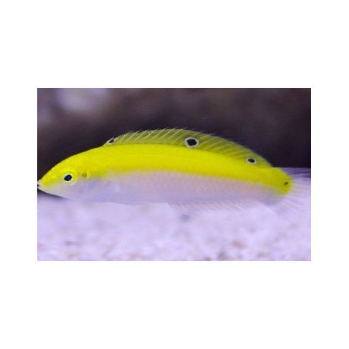 Labrido amarillo con blanco (Yellow and white wrasse)