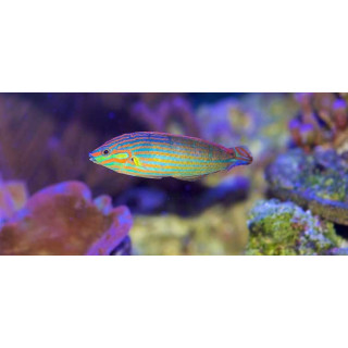 Labrido Melanurus Hembra (Melanurus Wrasse Female)