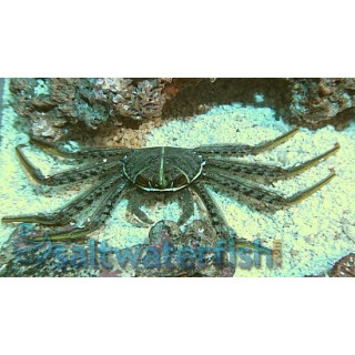 Cangrejo Sally Ligthfoot (Sally Ligthfoot Crab)