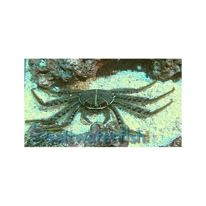 Cangrejo Sally Ligthfoot (Sally Ligthfoot Crab)