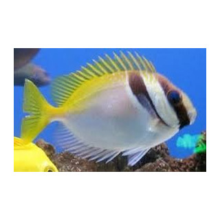 Barred Rabbitfish (Pez Conejo Linea en cara)