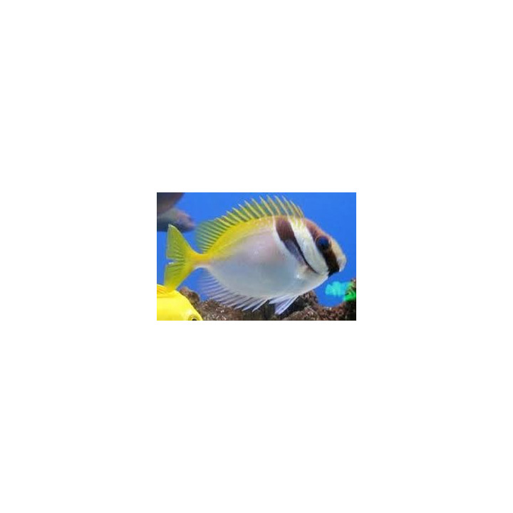 Barred Rabbitfish (Pez Conejo Linea en cara)